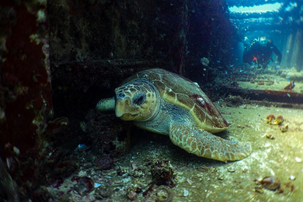 turtle inside a wreck underwater with a diver on the back - Best Scuba Diving in Australia