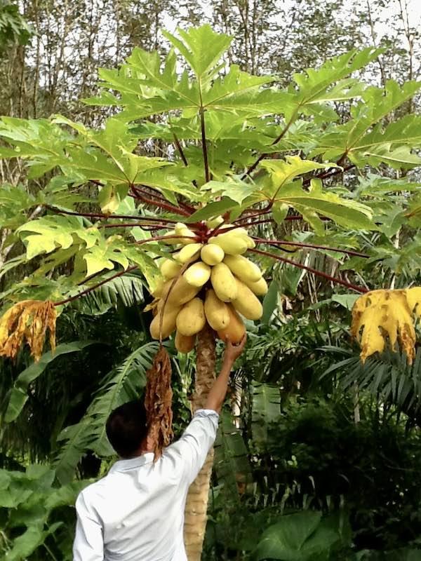 Fresh fruit is abundant in most tropical countries!