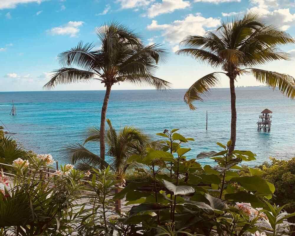 different green trees on top with the view of a blue sea 