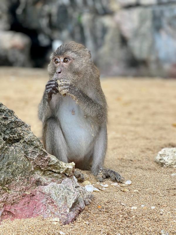 gibbons with hands on mouth