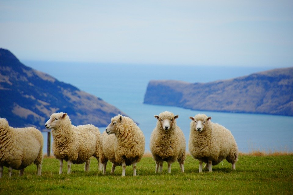 Global_Destination_Review_New_Zealand1.jpg
