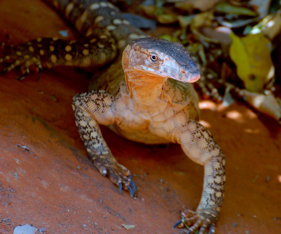 lizard crawling in brown stone - Most Dangerous Animals in Australia