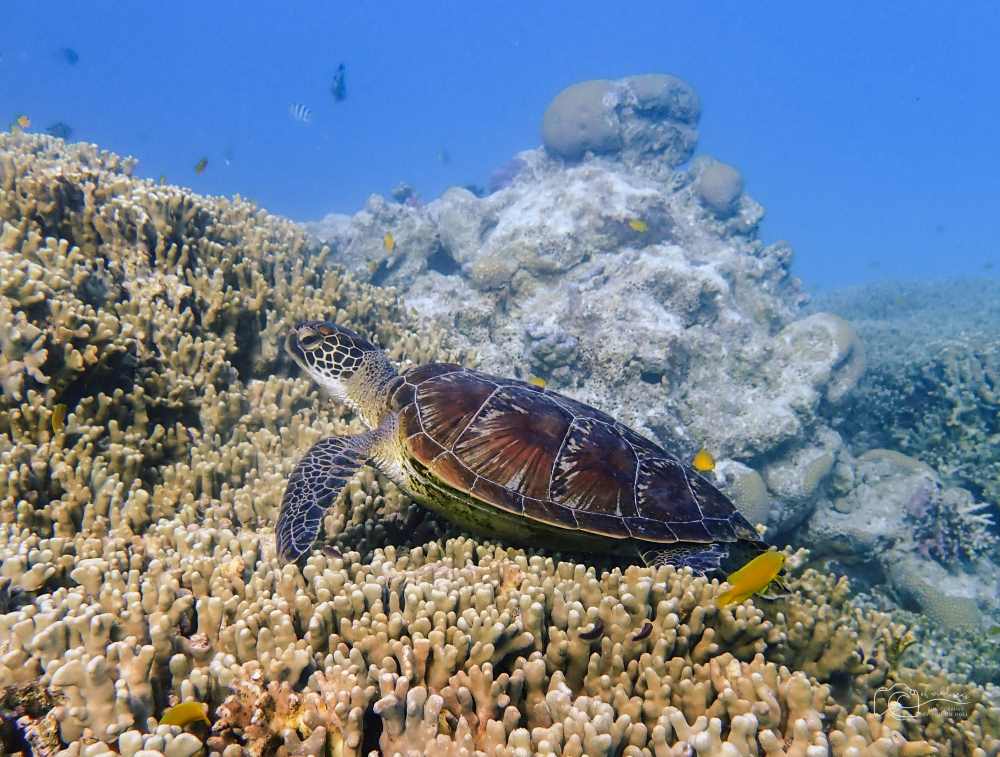 turtle swimming above coral reef