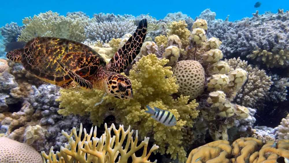 turtle and fish underwater with reefs - reasons to visit australia
