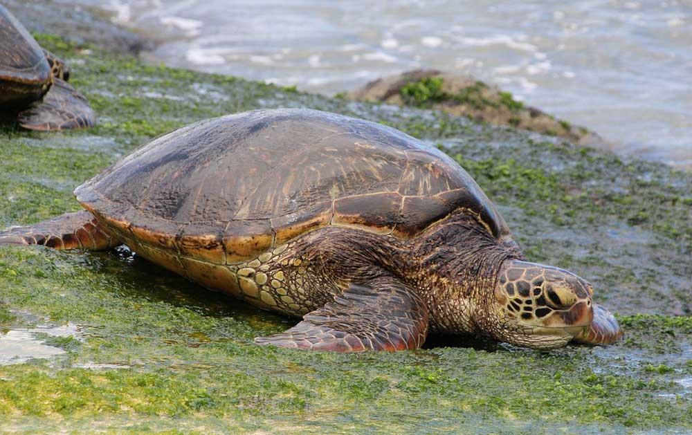 green sea turtle crawling in a greenish land