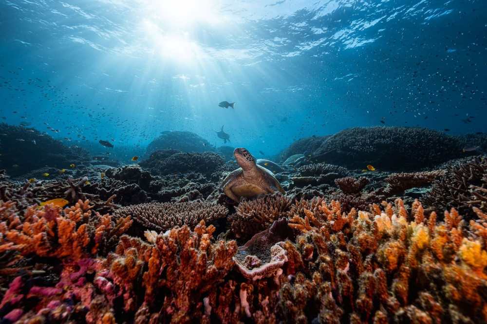 turtle underwater surrounded by colorful corals - Best Scuba Diving in Australia