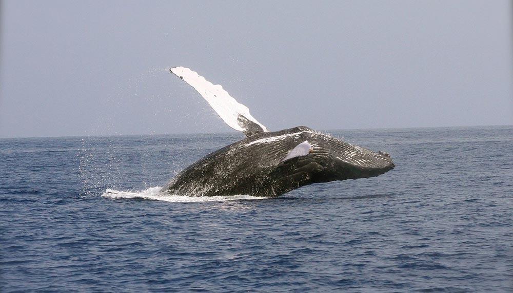 humpback whale swimming in the middle of the ocean