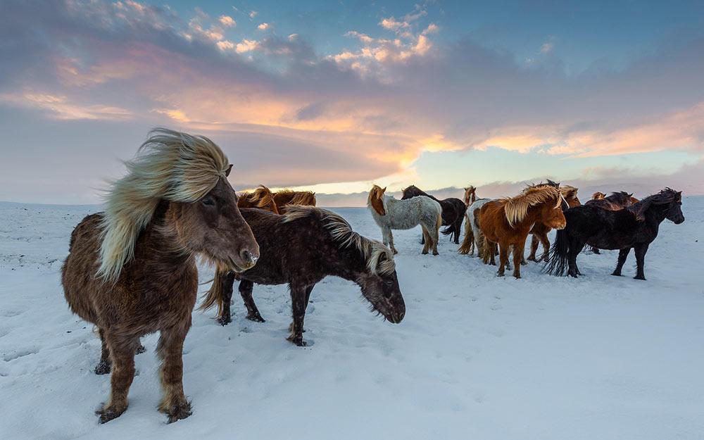 icelandic steeds horses