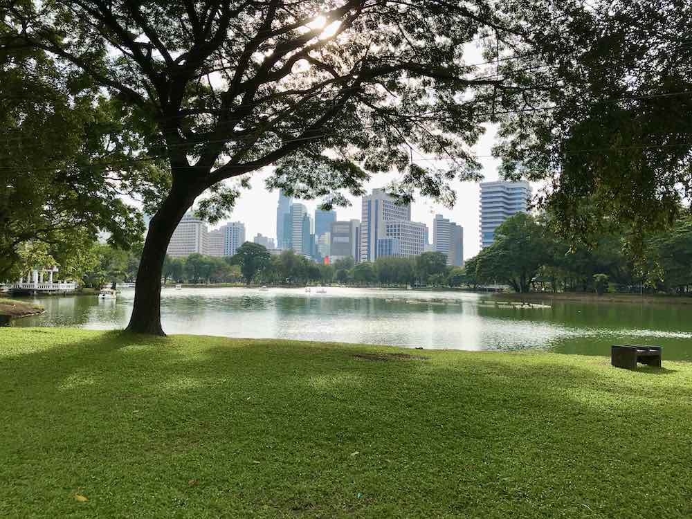 green tall trees and green grass near body of water with tall buildings on the background