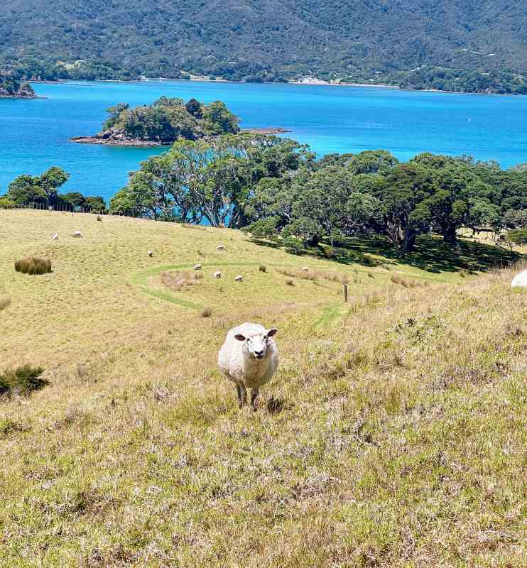 lamb in the hill
