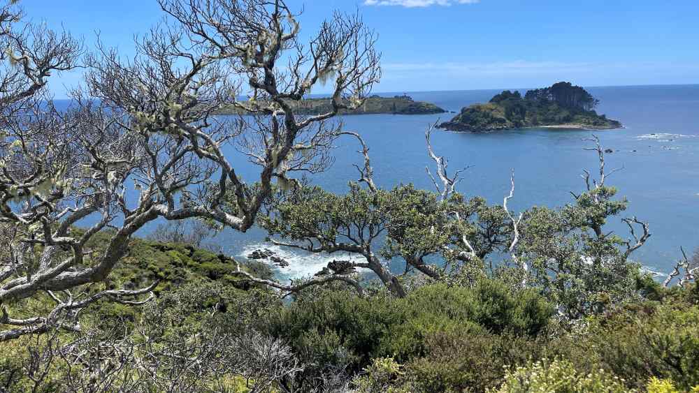 oceab view with old branches at the front