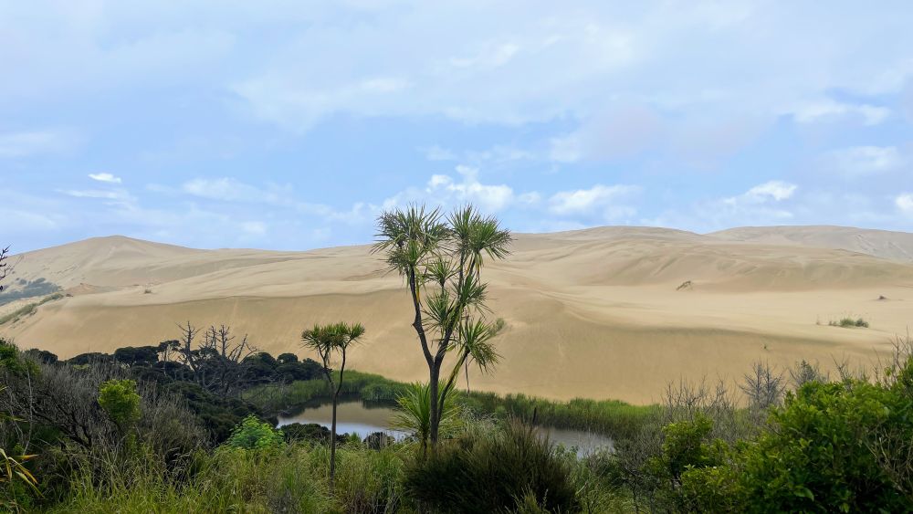 massive golden dunes with trees and plants