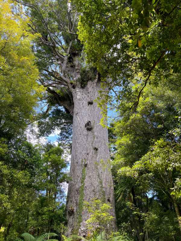 old huge green tree