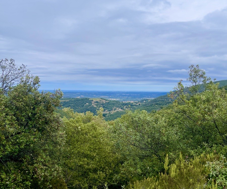 view of the trees and hills
