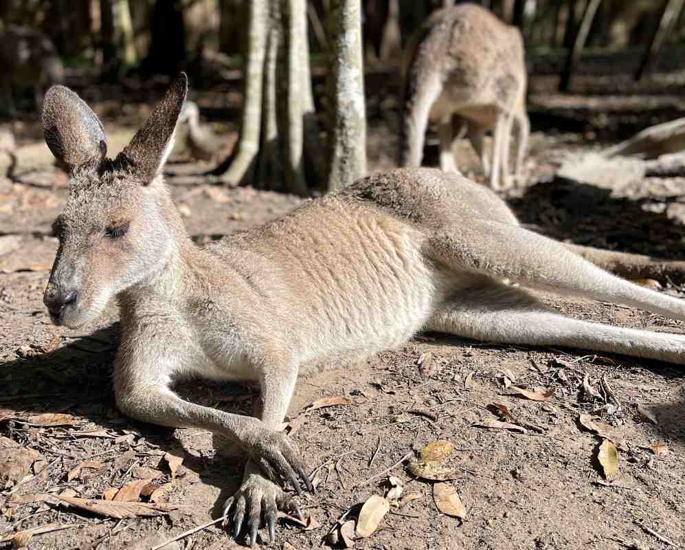 kangaroo at the grass field