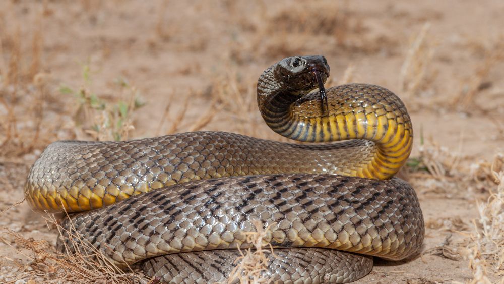 roll up snake in an open field