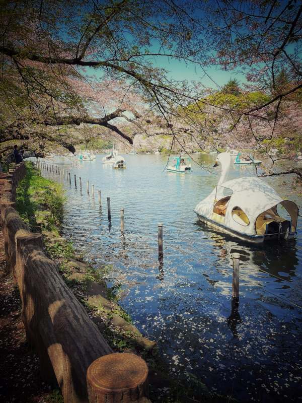 swan boat floating on body of water surrounded by cherry blossom trees