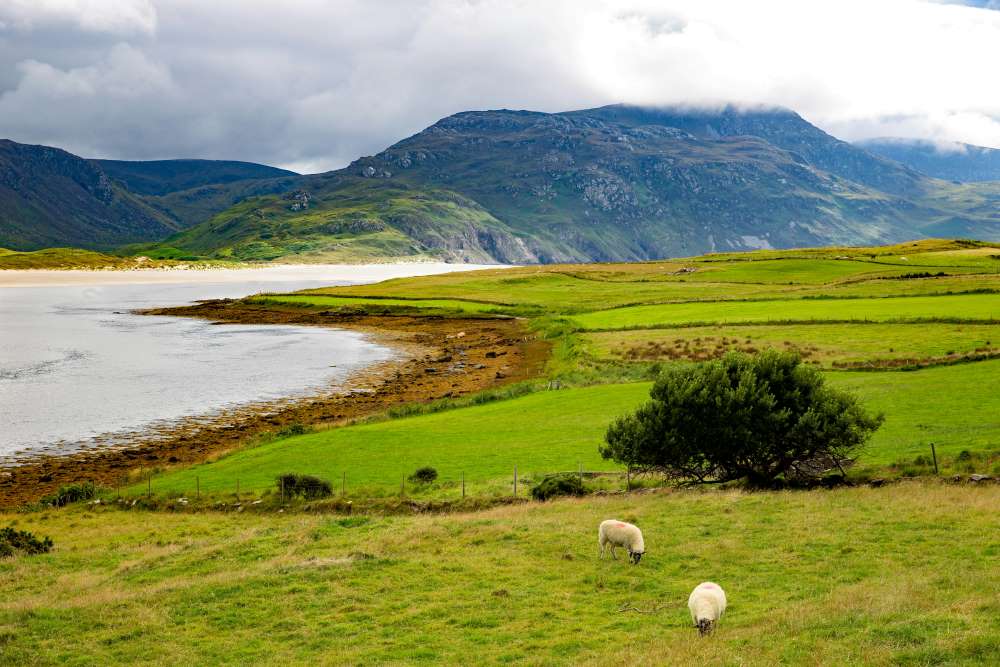 white sheep in a green field near lake- ireland digital nomad visa