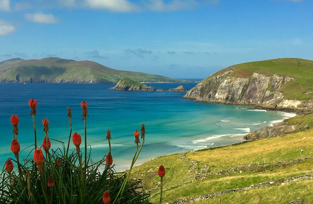 red flowers in the seashore near the beach- ireland digital nomad visa