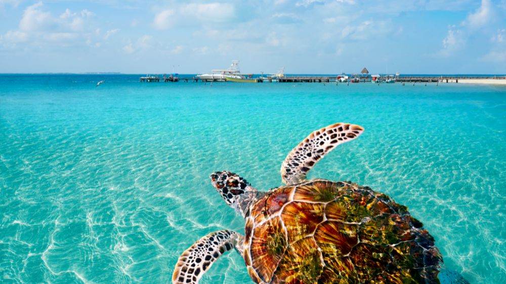 turtle swimming at a tortoise color beach