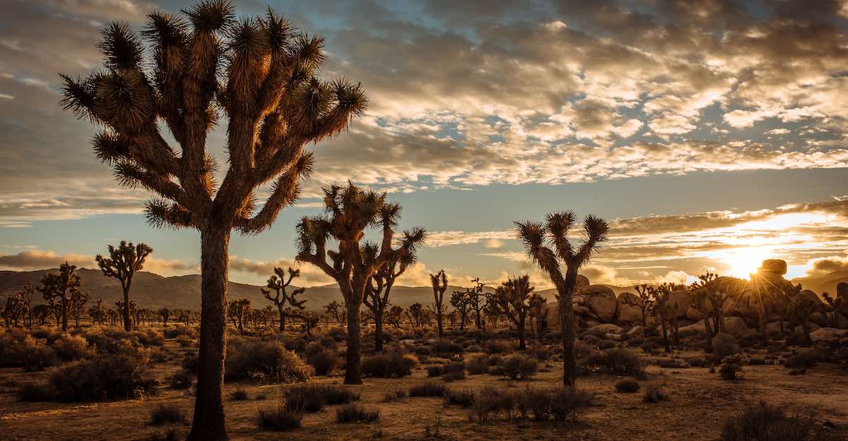 best time to visit joshua tree