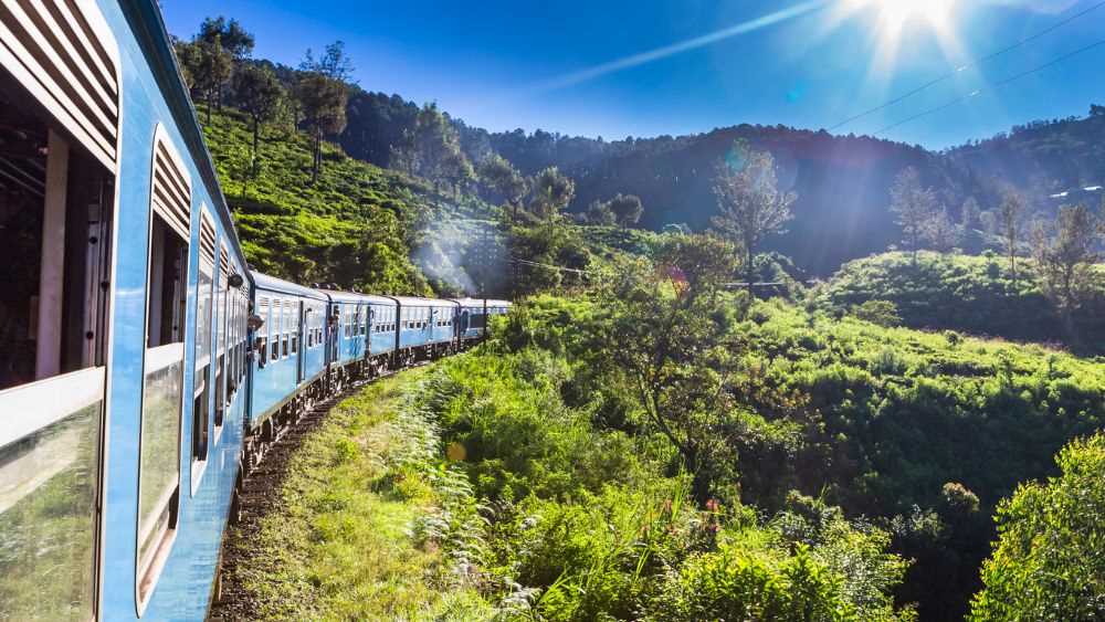 blue train surrounded by green trees and plants