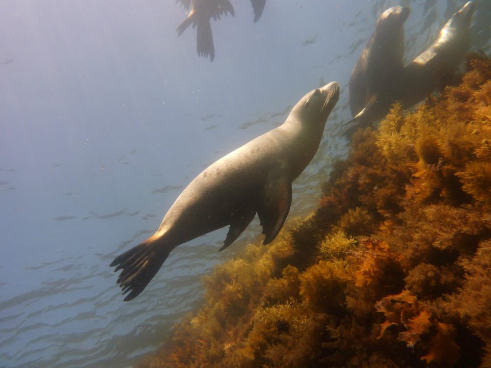 sealion swimming underwater near a coral reef - Best Scuba Diving in Australia