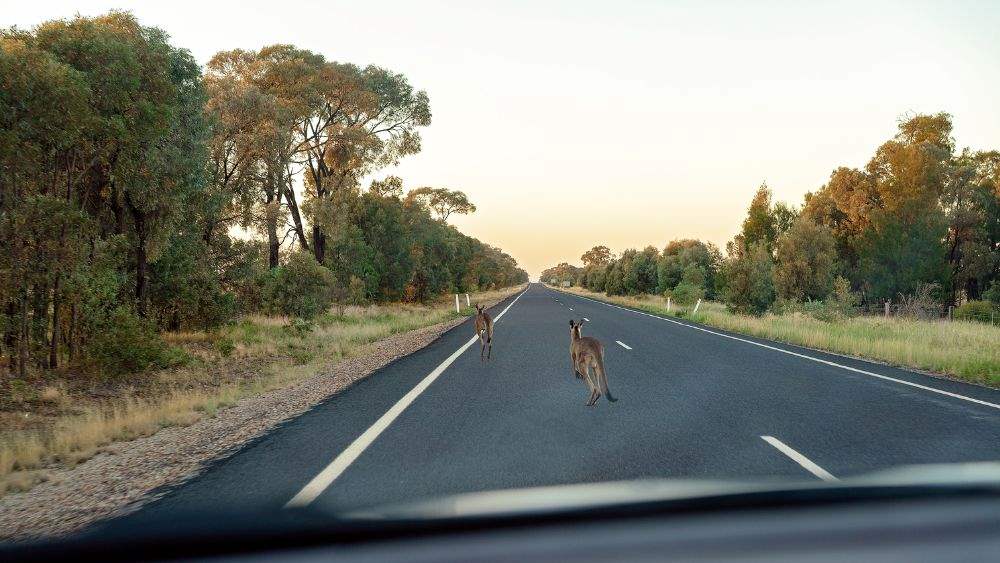 kangaroo on the road
- is australia safe?