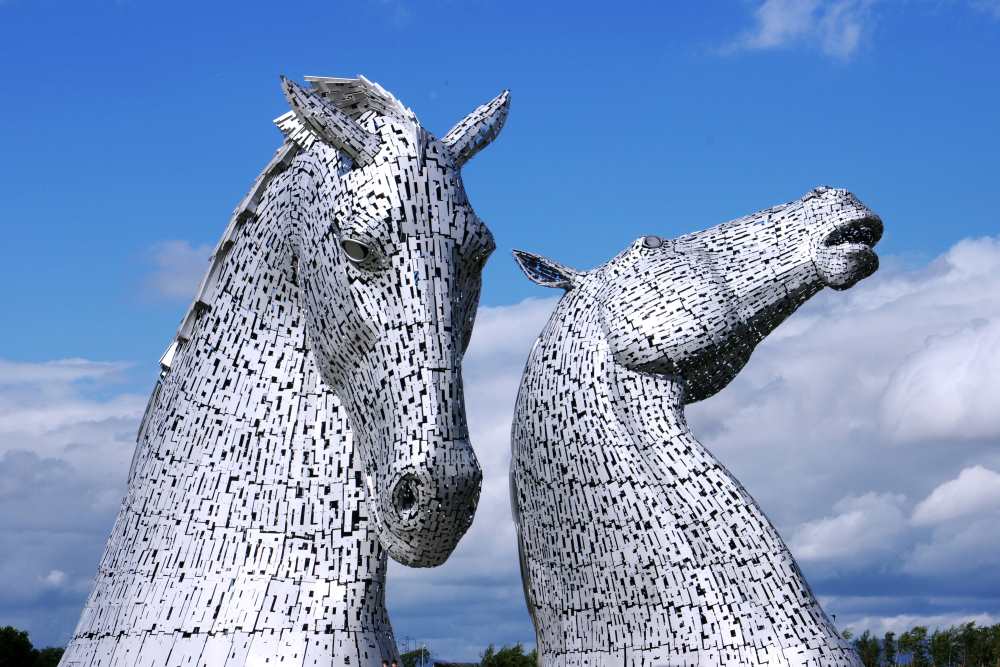 gray huge two head of horses