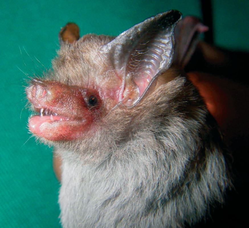 close up image of bat- facts about thailand