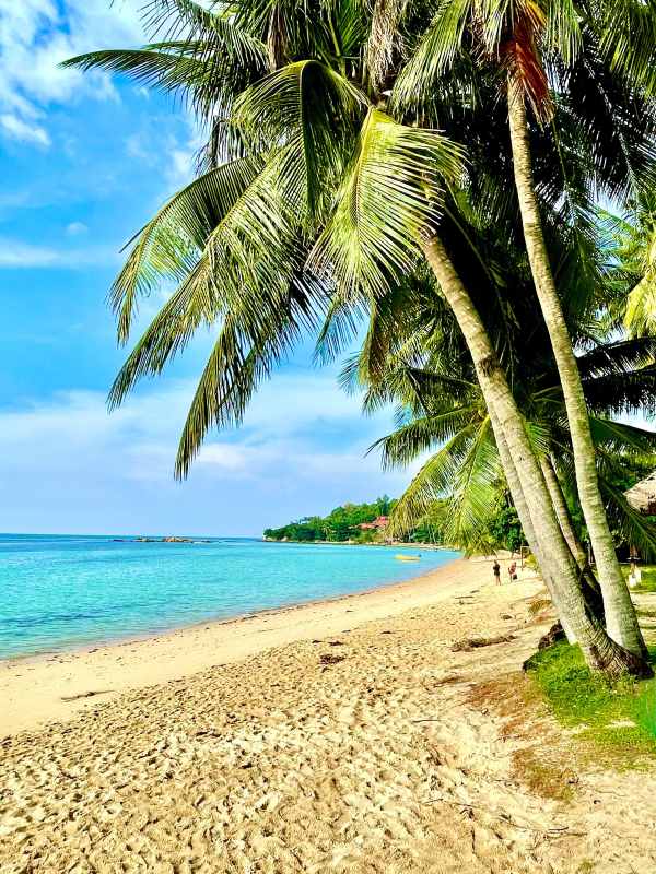 coconut tree near the beach