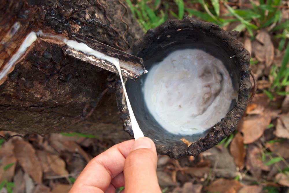 latex extracted at rubber tree - facts about thailand