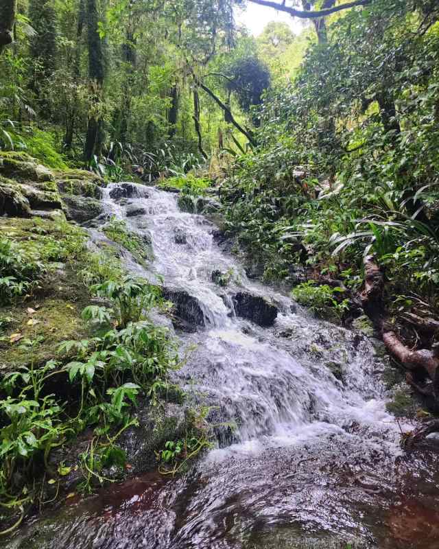 stunning waterfalls surrounded by green trees - Best Places To Visit In Queensland