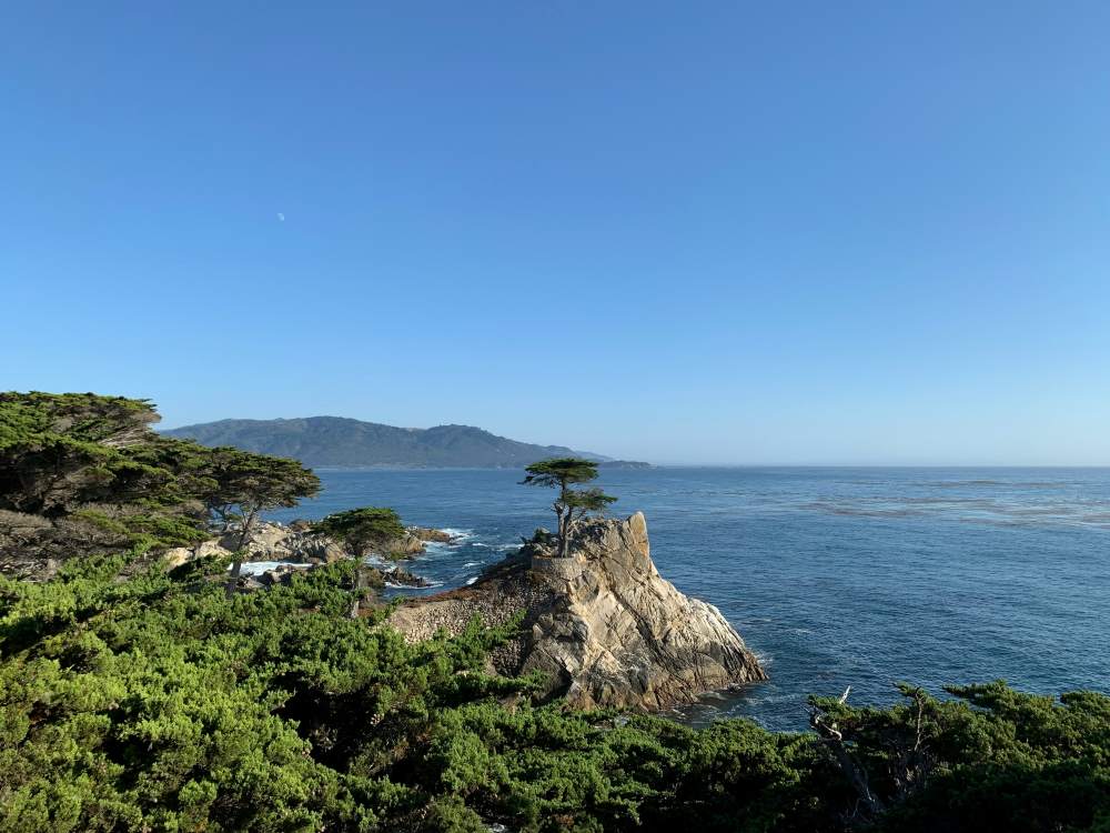 ocean view with a tree near the cliff- Best road trips in the world
