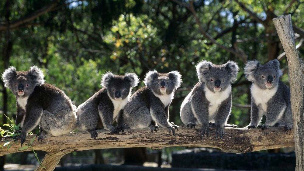 koalas sitting at the branch of tree - reasons to visit australia