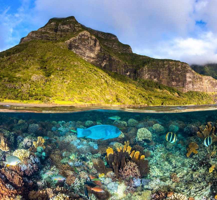 image of a lushy green mountain with underwater full of fishes and coral