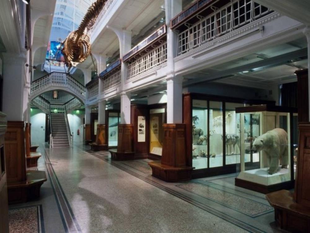 inside a museum with dinosaur on top and bear inside aa glass