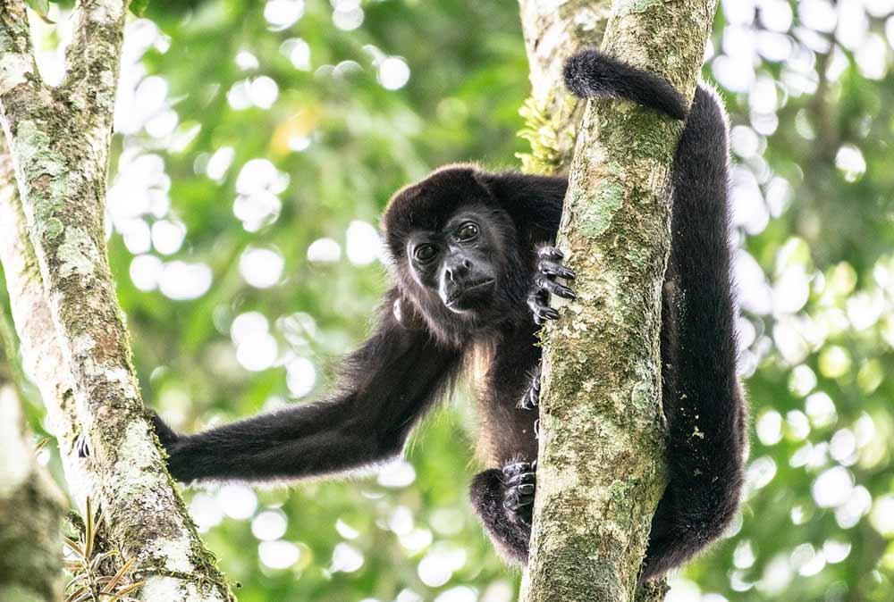 mantled-howler-monkey