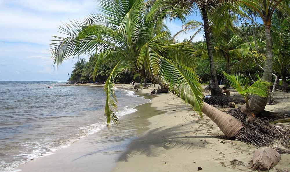 fine sandy shoreline stretches out beneath a seaside tropical rainforest at the Manzanillo Beach, Southern Caribbean Coast