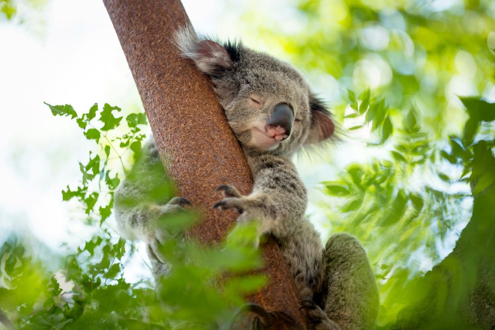 small koala bear hugging a trunk of the tree while sleeping