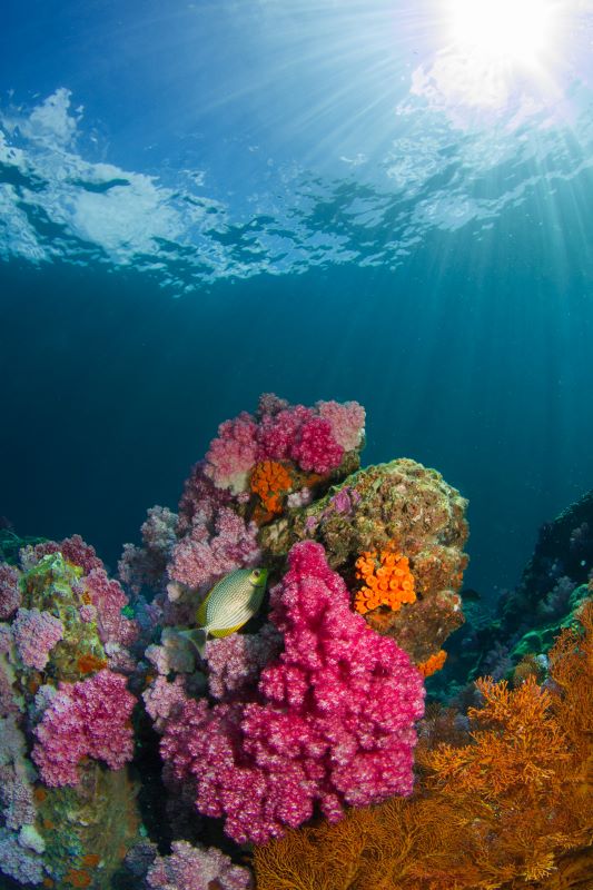 fish beside corals underwater