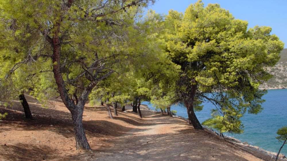 walking trail surrounded by green trees near the ocean