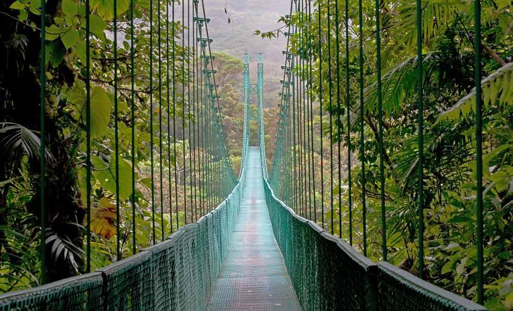 greenish hanging bridge in the middle of a forest