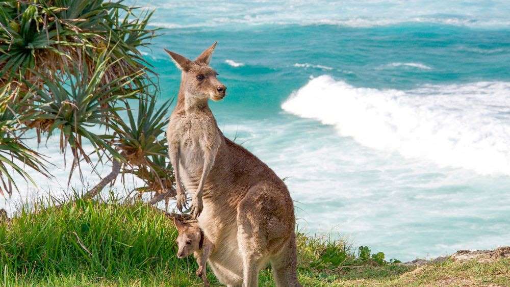 kangaroo with her child on her pocket with beach background
