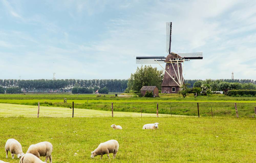 sheep in the green grass near windmill-netherlands digital nomad visa