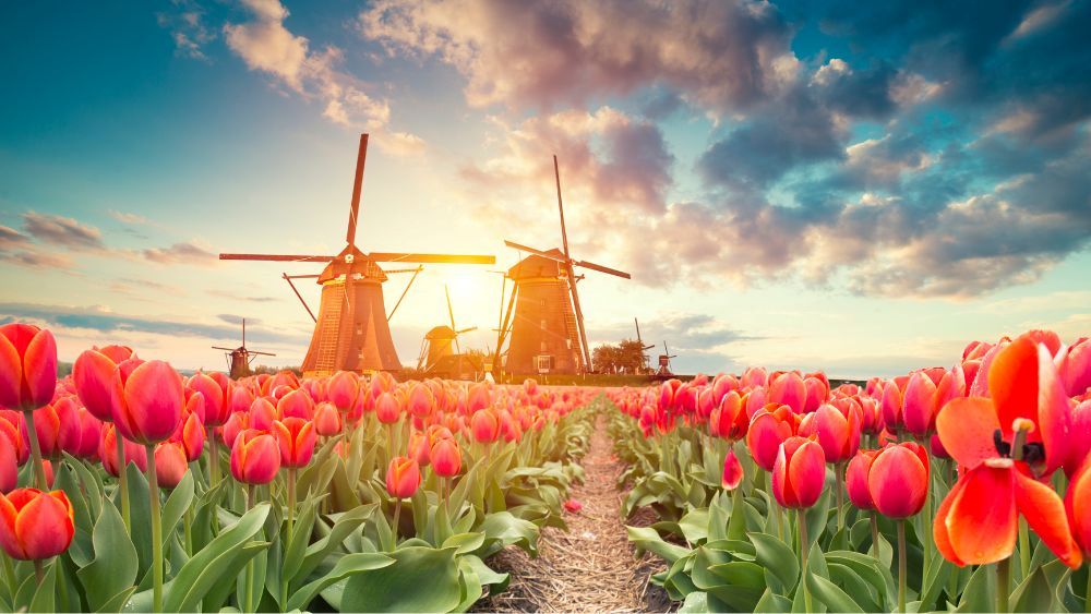 red tulips and windmill- netherlands digital nomad visa