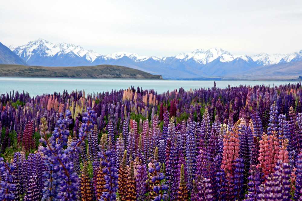 purple flowers near body of water and mountians- new zealand digital nomad visa