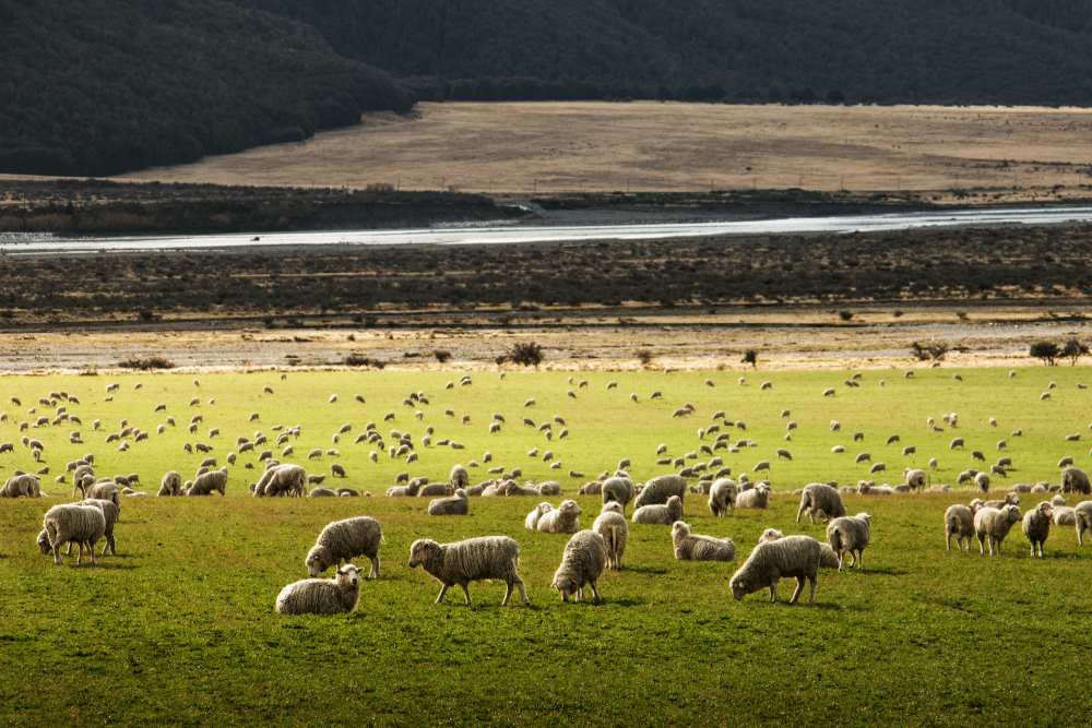 sheeps eating green grass in the hill