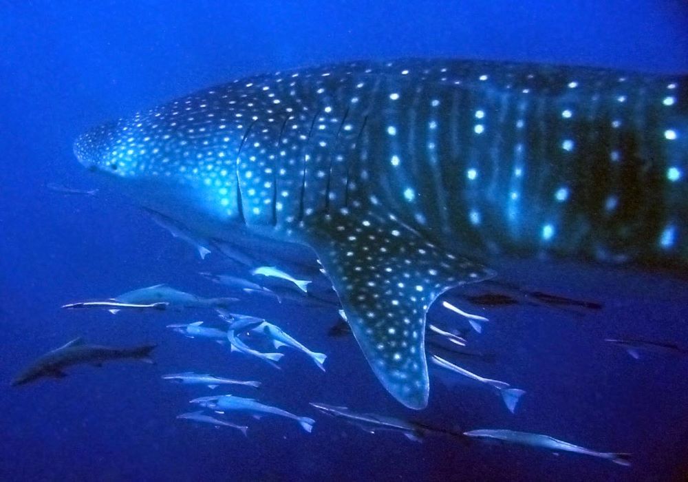 whale shark swimming underwater