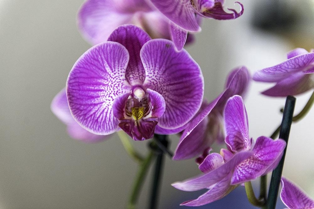 close up image of a violet orchid